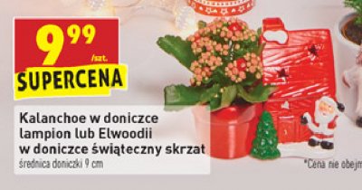 Cyprysik elwoodii w doniczce 艣wi膮teczny skrzat promocja