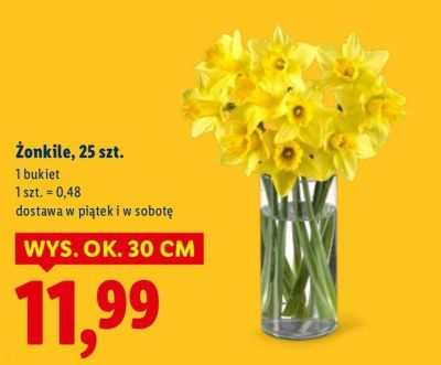 Żonkile, 25 szt. promocja w Lidl
