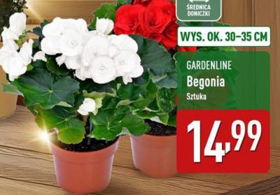 Roślina doniczkowa GARDENLINE Begonia promocja w Aldi