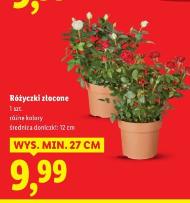 Różyczki zlocone promocja w Lidl