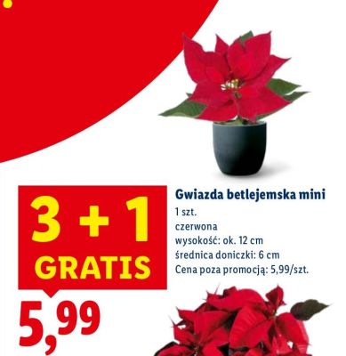 Gwiazda betlejemska mini 3+1 gratis promocja w Lidl