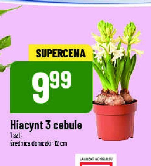 Hiacynt 3 cebule don. 12 cm promocja