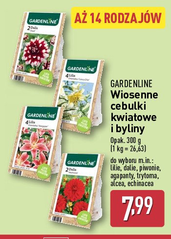 Cebulki dalii GARDEN LINE promocja