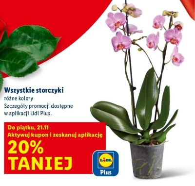 Wszystkie storczyki -20% promocja w Lidl