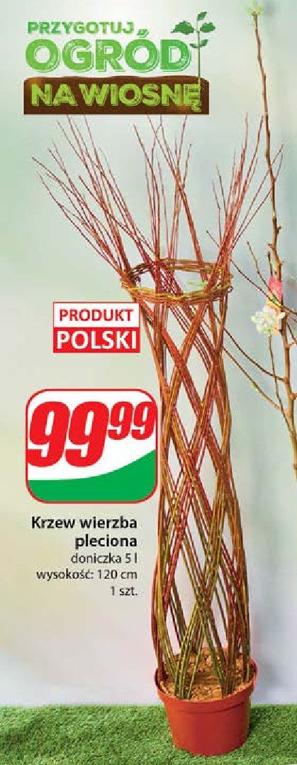 Krzew wierzba pleciona promocja