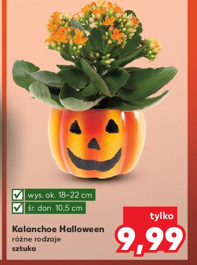 Kalanchoe w doniczce halloween promocja