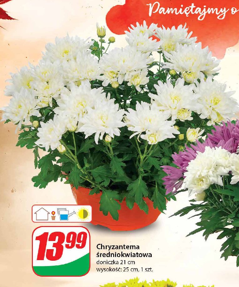 Chryzantema średniokwiatowa 21 cm promocja