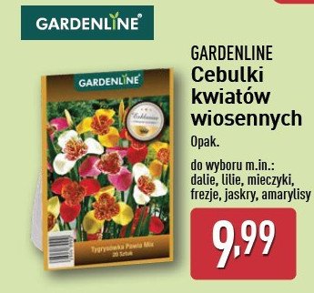 Cebulki dalii GARDEN LINE promocja w Aldi