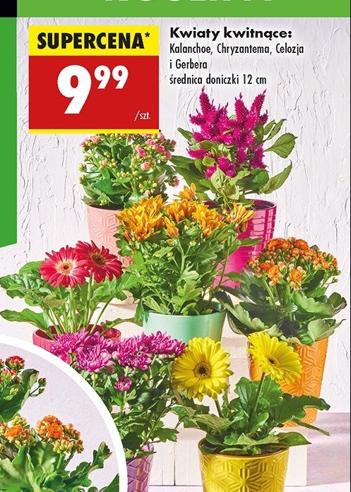 Kalanchoe don. 艣r. 12 cm promocja