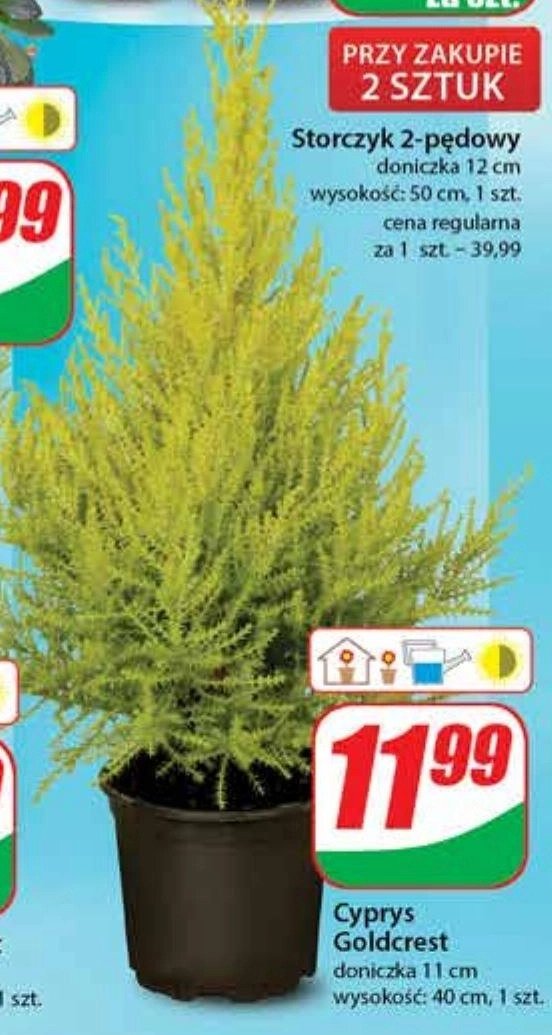 Cyprys goldcrest 11 cm promocja