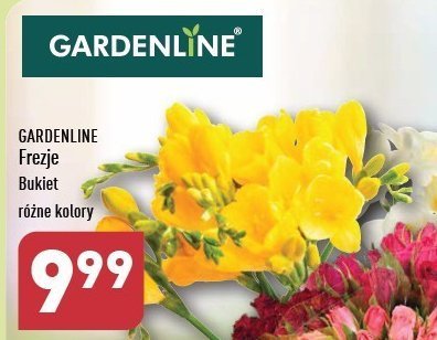 Frezje bukiet GARDEN LINE promocja