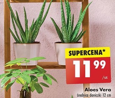 Aloe vera promocja