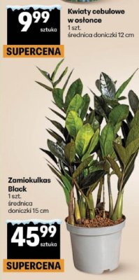Zamiokulkas Black promocja w Delikatesy Centrum