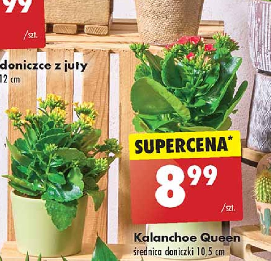 Kalanchoe queen promocja