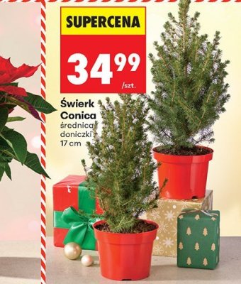 Świerk Conica średnica doniczki 17 cm promocja w Biedronka