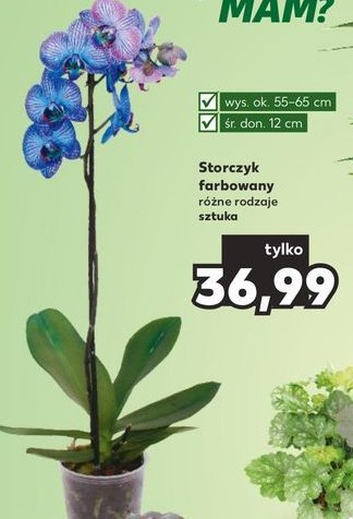 Storczyk farbowany na niebiesko promocja
