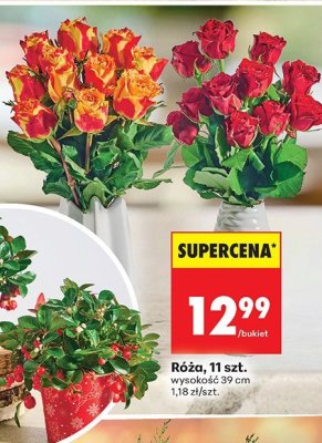 Roślina Kwiat Gaulteria Big Berry promocja w Biedronka