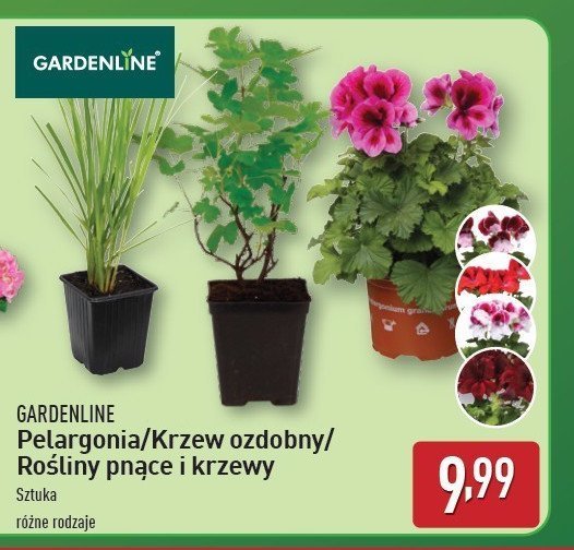 Rośliny pnące GARDEN LINE promocja