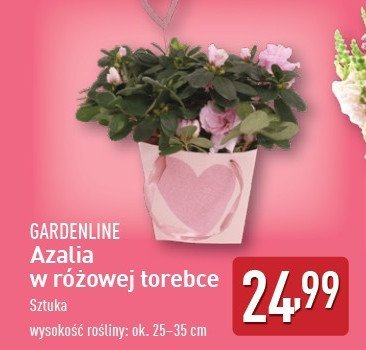 Azalia w różowej torebce GARDEN LINE promocja w Aldi