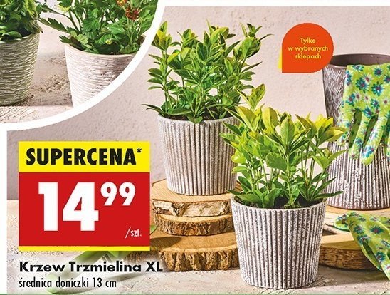 Trzmielina w donicy śr 13 cm promocja w Biedronka