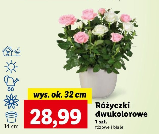 Różyczki dwukolorowe 32 cm promocja