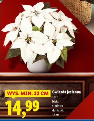 Gwiazda jesienna promocja w Lidl