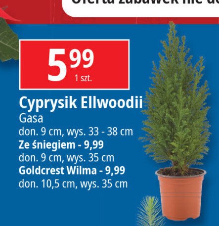 Cyprys ellwoodii 9 cm ze śniegiem Gasa group promocja w Leclerc