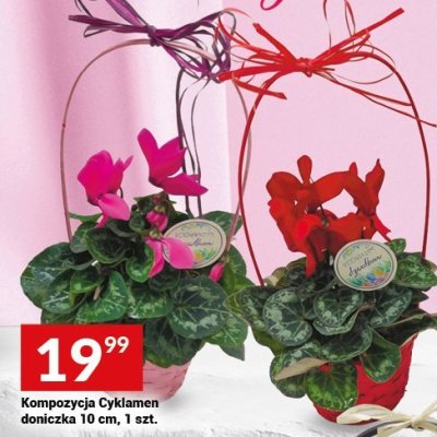 Kompozycja Cyklamen doniczka 10 cm, 1 szt. promocja w Twój Market