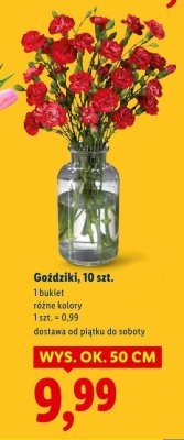 Goździki bukiet 10 szt., różne kolory promocja w Lidl