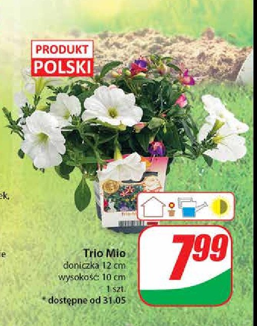 Trio mio 12 cm promocja