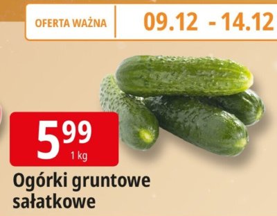 Ogórki gruntowe sałatkowe promocja w Leclerc