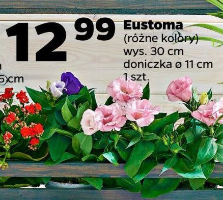 Eustoma russellianum śr. donicy 11 cm promocja