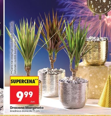 Dracena Marginata średnica 11 cm promocja w Biedronka