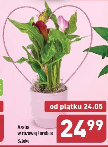 Azalia w torebce + pik promocja