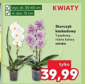 Storczyk kaskadowy don. 12 cm promocja