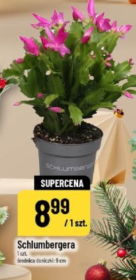 Schlumbergera 1 szt. średnica doniczki: 9 cm promocja w POLOmarket