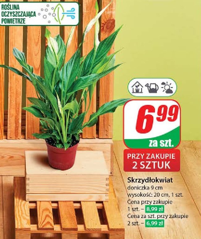 Skrzydłokwiat śr. don. 9 cm promocja w Dino