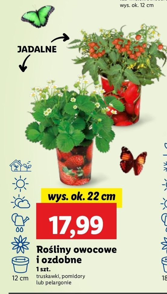 Pelargonia mix ii 艣red. don. 12 cm promocja