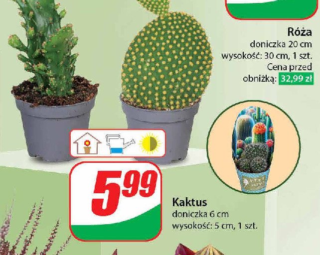 Kaktus promocja