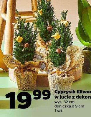 Cyprysik promocja w Netto