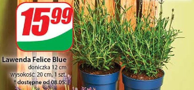 Lawenda felice blue 12 cm promocja w Dino