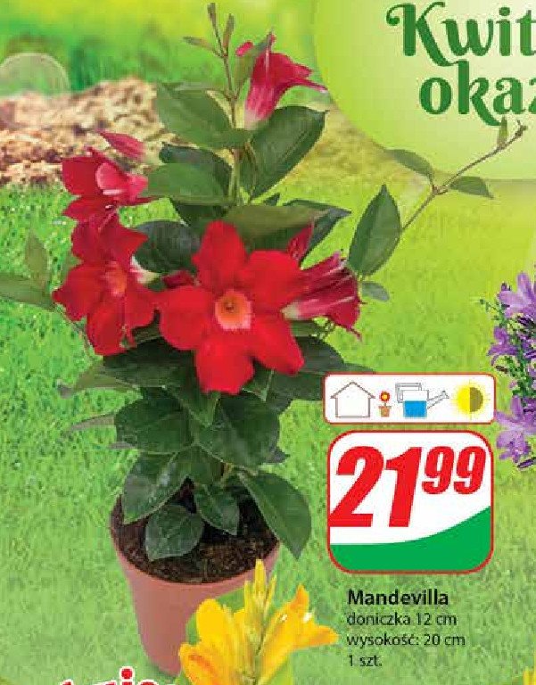 Mandevilla 12 cm promocja