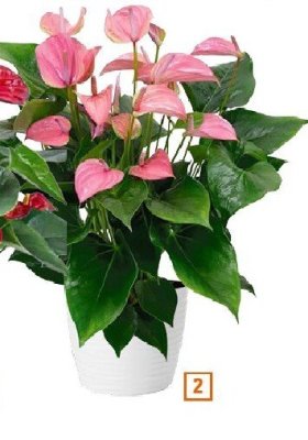 Anturium wys. ok. 55 cm promocja w OBI
