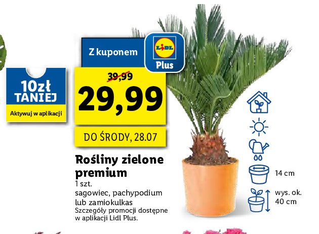 Zamiokulkas premium don. 14 cm promocja
