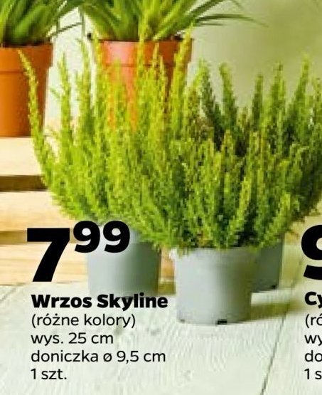 Wrzos skyline promocja