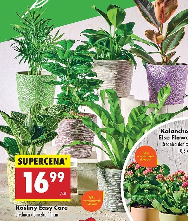 Roślina easy care 11 cm promocja w Biedronka