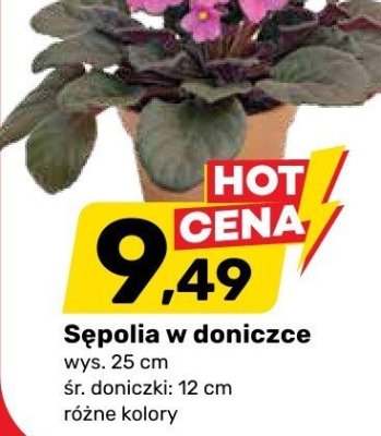 Sepolia w doniczce wys. 25 cm śr. doniczki: 12 cm różne kolory promocja w Bricomarche