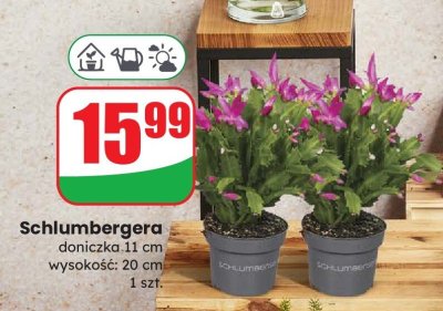 Schlumbergera 20 cm promocja w Dino