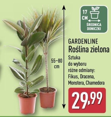 Roślina zielona różne odmiany GARDENLINE promocja w Aldi