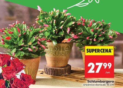 Schlumbergera średnica doniczki 15 cm promocja w Biedronka